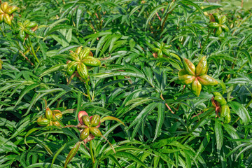 Close-up view to peony plant with fruits. Shallow DOF, focus on fruits