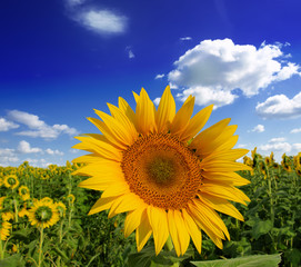 Fototapeta premium Beautiful sunflower against blue sky