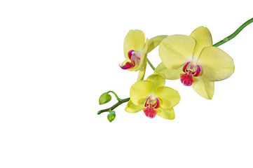 Yellow phalaenopsis orchid flowers isolated on white