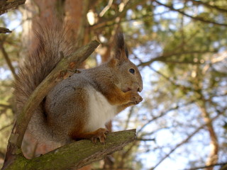 Squirrel in forest