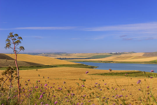 RURAL LANDSCAPE SUMMER.Between Apulia and Basilicata:cereal fields in the early morning. Poggiorsini (Bari) -ITALY-Basentello Lake surrounded by cultivated hills.