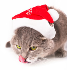 Cat in a red Christmas hat on white