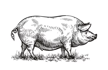 Fotobehang Hand drawn pig. Sketch vector illustration © ~ Bitter ~