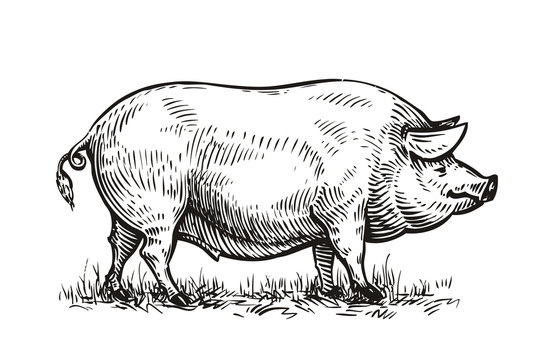 Hand drawn pig. Sketch vector illustration