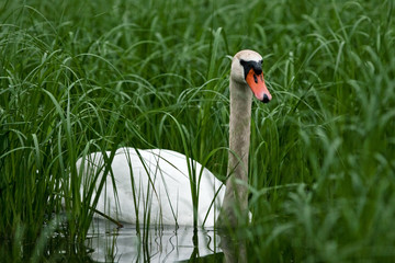 mute swan, cygnus olor