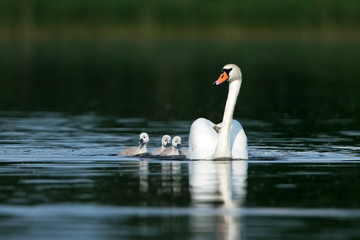 mute swan, cygnus olor