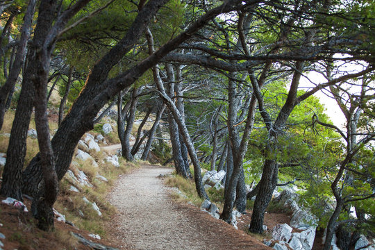 Beautiful landscape in Park Osejava near Makarska, Croatia