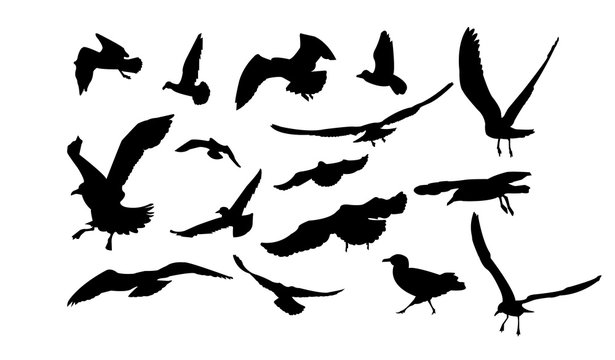 Set of multiform flying seagulls.