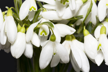 Bouquet of white flowers of snowdrops  isolated on black background