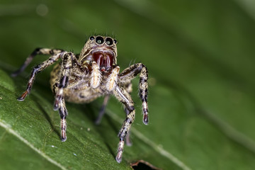 Jumping Spider on leaf extreme close up - Macro photo of jumping Spider on leaf