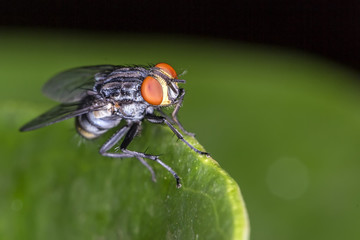 Fly red eyes on leaf extreme closeup photo - Fly red eyes macro photo