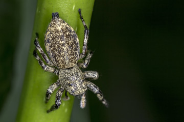 Jumping Spider on stalk extreme close up - Macro photo of jumping Spider on stalk