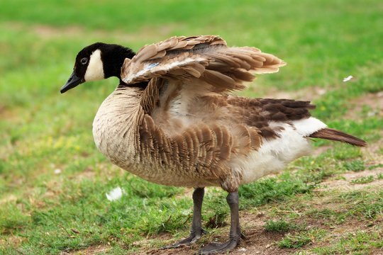 Adult Canada goose on a grass