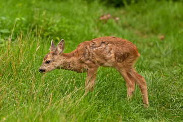 european roe deer, capreolus capreolus
