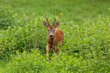 european roe deer, capreolus capreolus