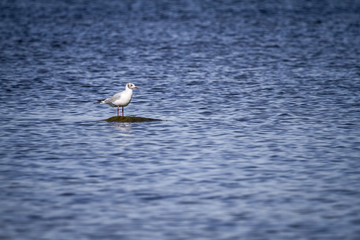 Einsamer Vogel auf Fels im Meer