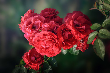 red rose outdoors