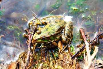 Green Frog sitting in shallow water 2