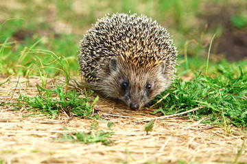 Hedgehog in grass and looking at the camera 1