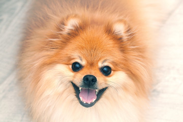 German Spitz dog