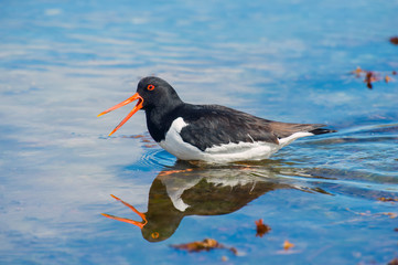 oystercatcher in it's natural habitat.Tromso.Norway