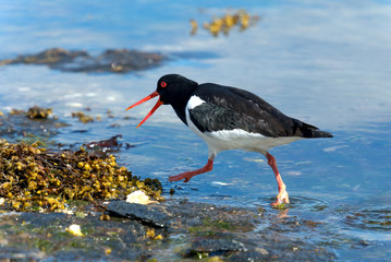 oystercatcher in it's natural habitat.Tromso.Norway