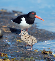 Oystercatcher with a baby bird