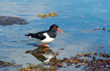 oystercatcher in it's natural habitat.Tromso.Norway