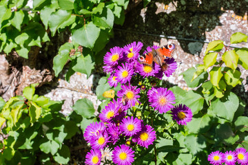 Orange Butterfly On Violet Flower With Yellow Center