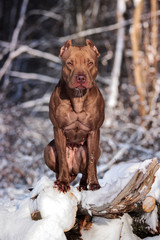 Dog sitting in the snow-covered forest