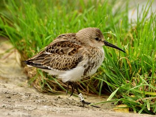 Dunlin (Calidris alpina) feeding on a Vistula river bank