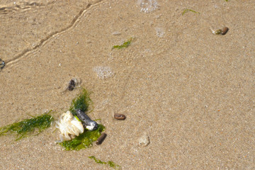 Treibgut am Strand