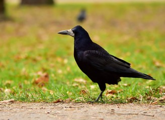 Black rook on brown autumn leaves