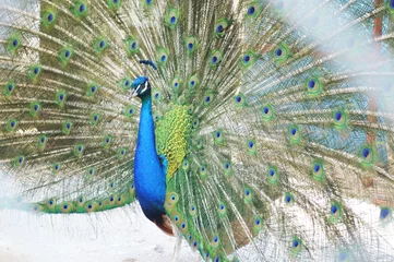 Fotobehang peacock © Alla