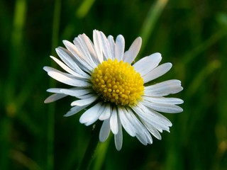 Common daisy bloom (Bellis perennis) on a green background © Hubert Schwarz