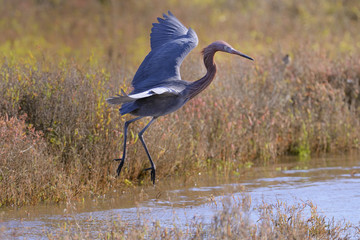 Reddish Egret