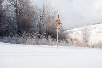 Winter landscape on mountain. Nice cold sunny day.