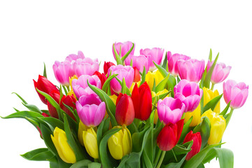 fresh blooming violet, yellow and red tulip flowers with green leaves close up isolated on white background