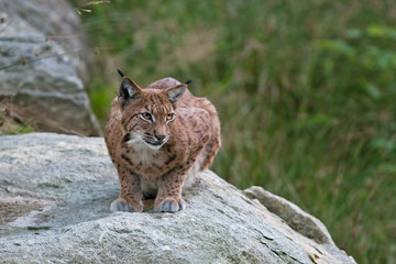 eurasian lynx, lynx lynx
