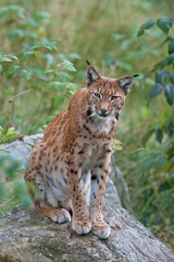 Naklejka na ściany i meble eurasian lynx, lynx lynx