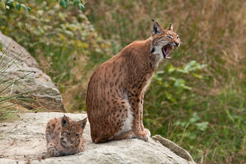 Fototapeta premium eurasian lynx, lynx lynx