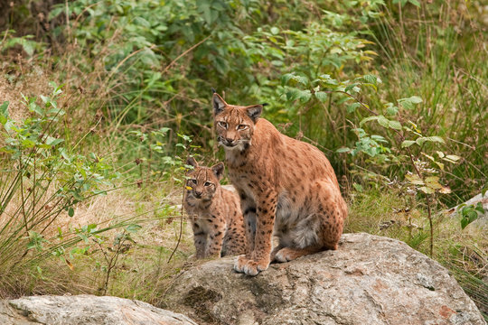 eurasian lynx, lynx lynx