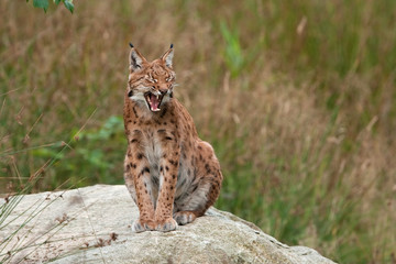 Naklejka na ściany i meble eurasian lynx , lynx lynx