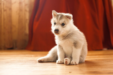 Fototapeta na wymiar siberian husky puppy