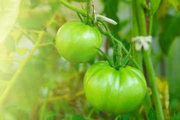 Green tomatoes with leafs close-up. The organic vegetarian food. Fresh organic vegetable food.
