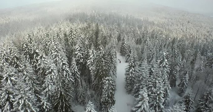 zima, śnieg, las, g&oacute;ry, niebo, pogoda, wysoko, schronisko, aura, l&oacute;d, dron, drzewa, choinka, natura, fauna, flora, biel, szarość, cuda natury, z lotu ptaka, sanie, mgła, psy, zaprzęg