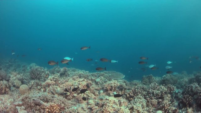 Colorful coral reef with healthy corals and plenty fish. 4k footage