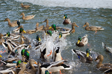 Ducks splashing in pond