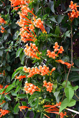 Pyrostegia venusta or Orange trumpet flowers