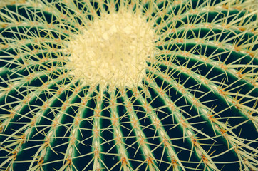 cactus in pot on wall decoration home